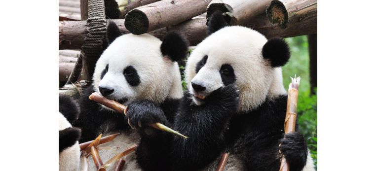 Dujiangyan Panda Sanctuary